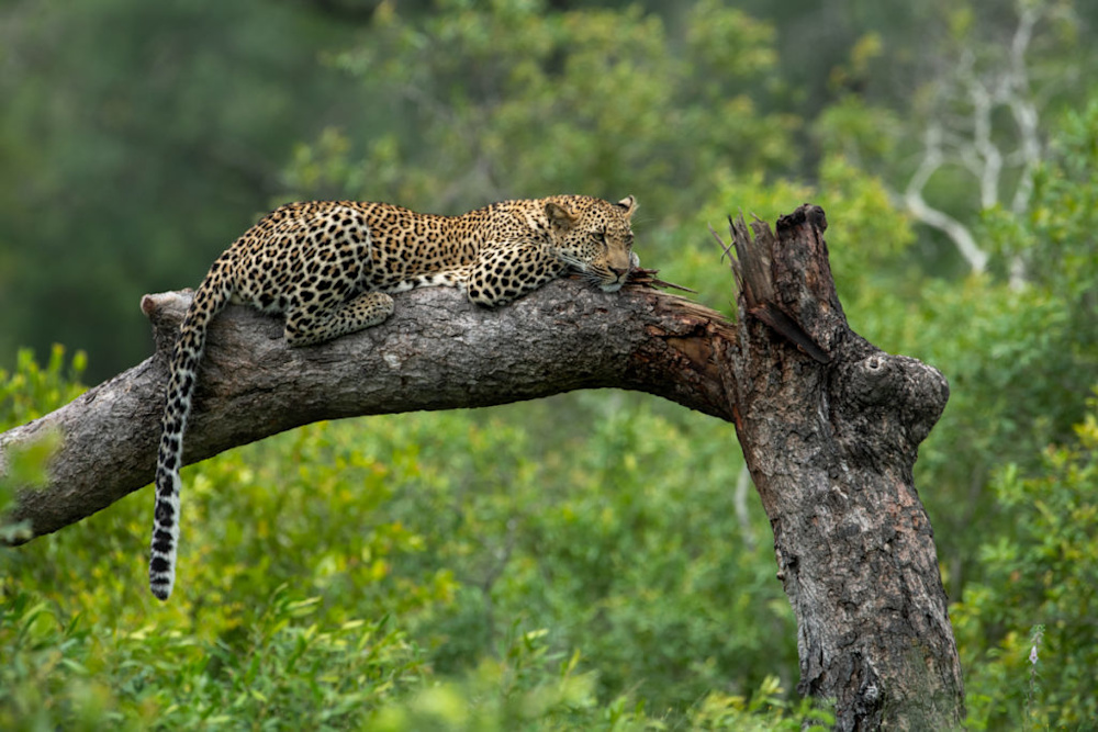 Singita Takes Top Honours in Coveted 2020 Travel + Leisure Awards