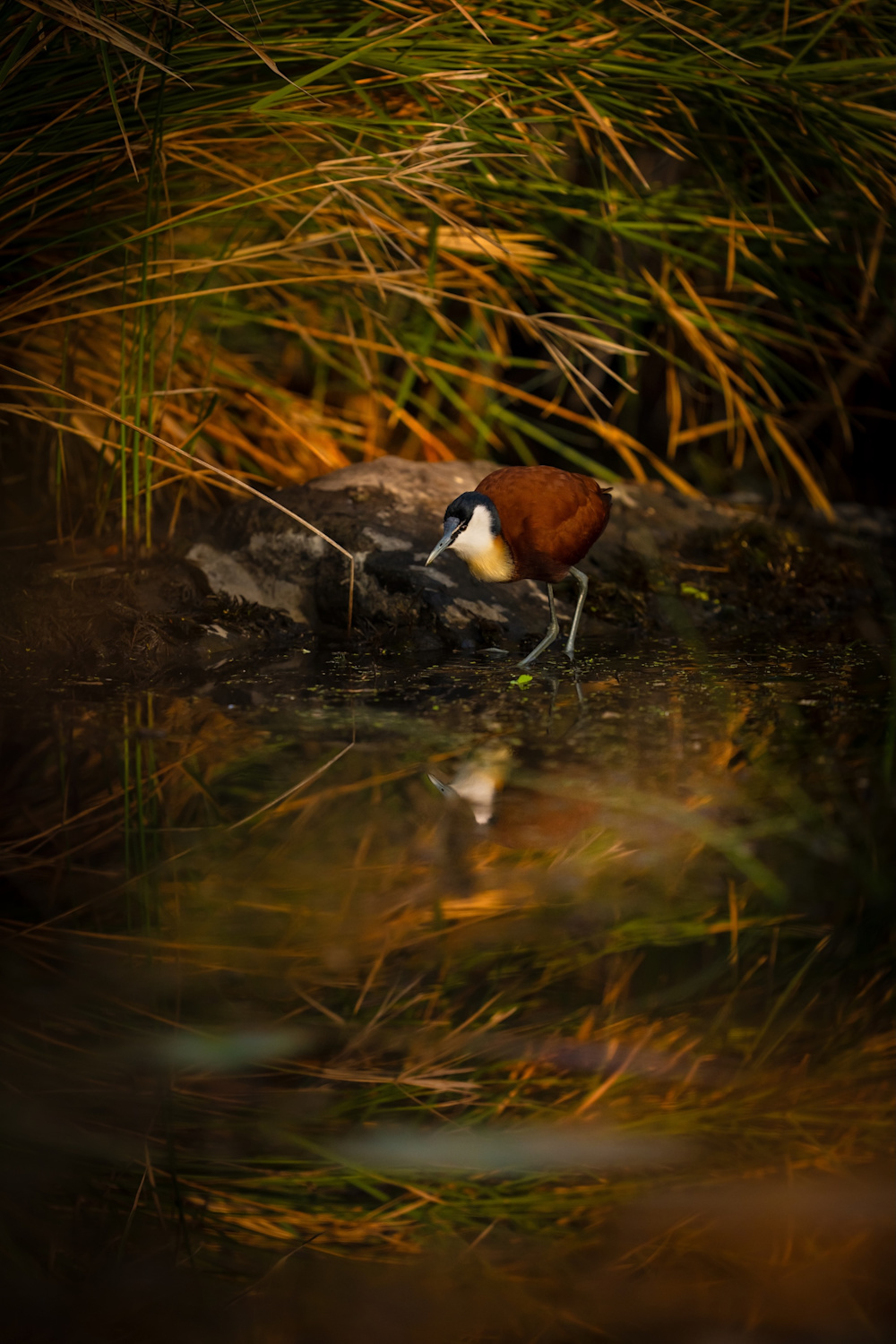 Bird song at dawn