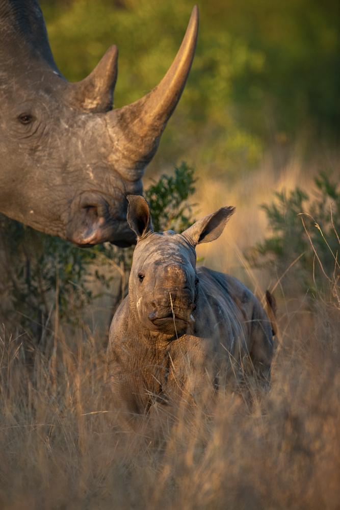 Black rhino female and calf