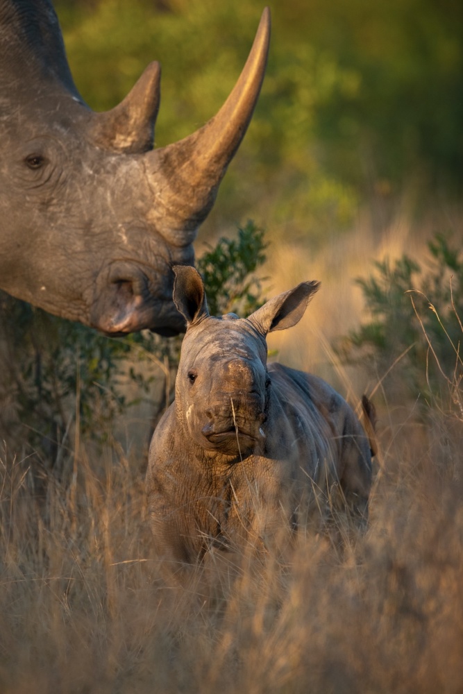 Black rhino female and calf