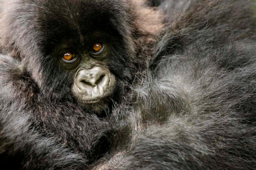 Helping to Conserve Africa’s Magnificent Mountain Gorillas