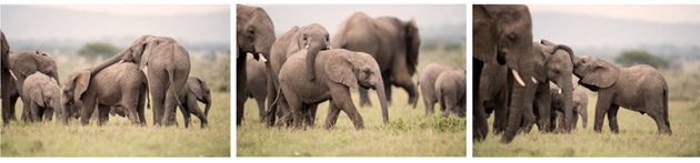 Elephants in the Serengeti - Singita Grumeti