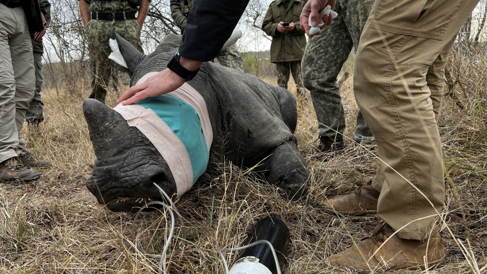 Mavic was orphaned through poaching at seven months old, rescued in the Sabi Sand and taken to Care for Wild Rhino Sanctuary