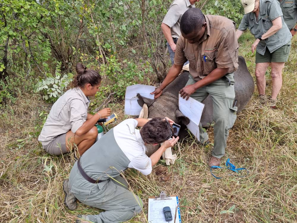 The rhinos are carefully selected on a sociological as well as a physical basis to ensure genetic diversity and herd stability in the new population 