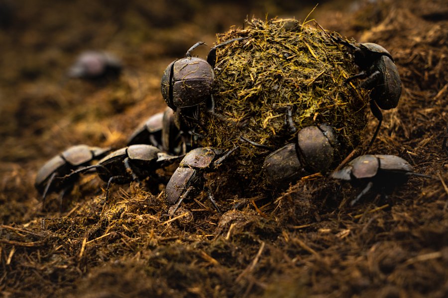 Small wonders – the often-unseen dynamics that make nature tick 