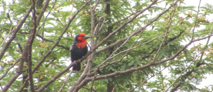 Black-billed barbet (Lybius guifsobalito). Photo by Paulo Kivuyo