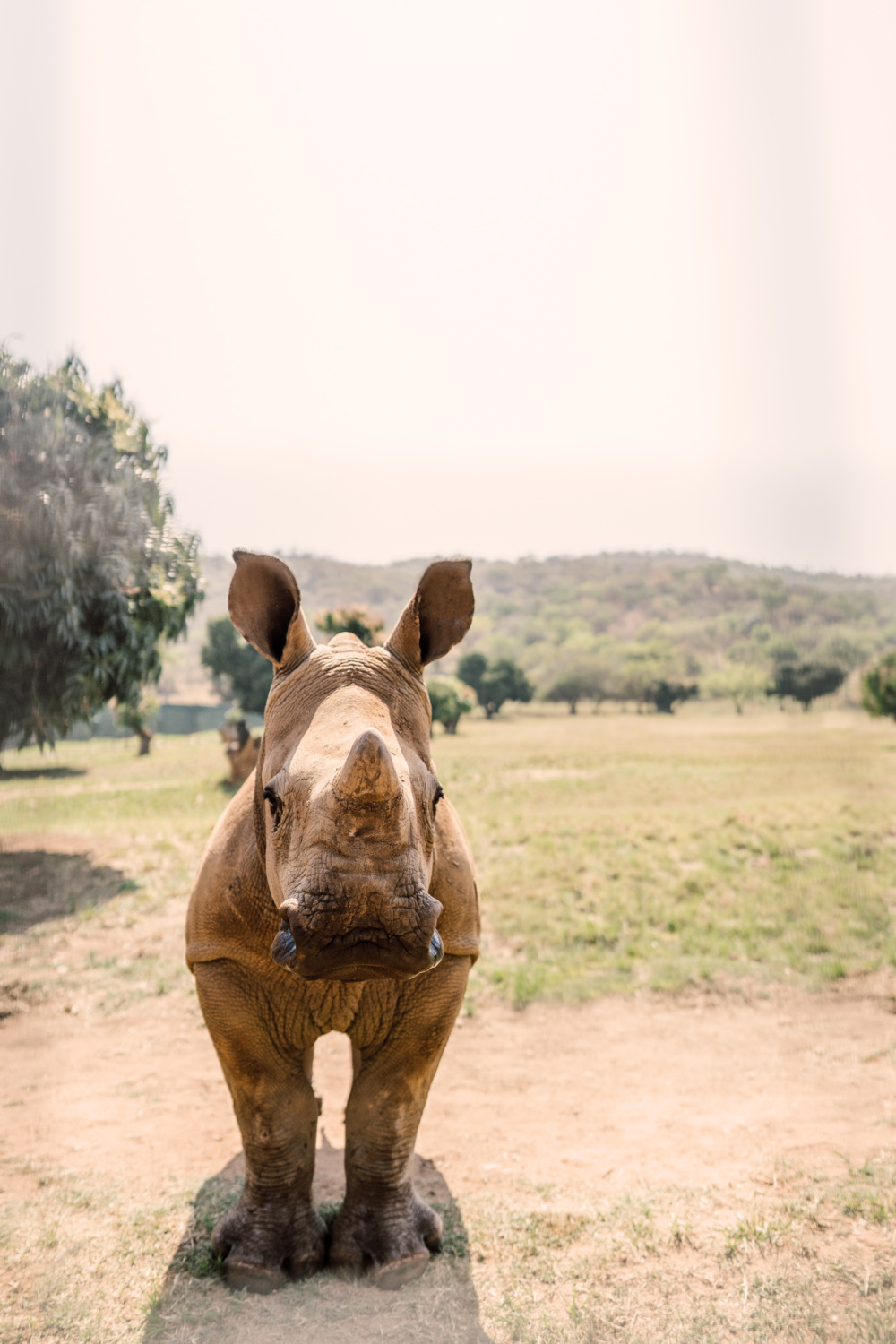 The Fight to Save a Species – one rhino orphan's remarkable