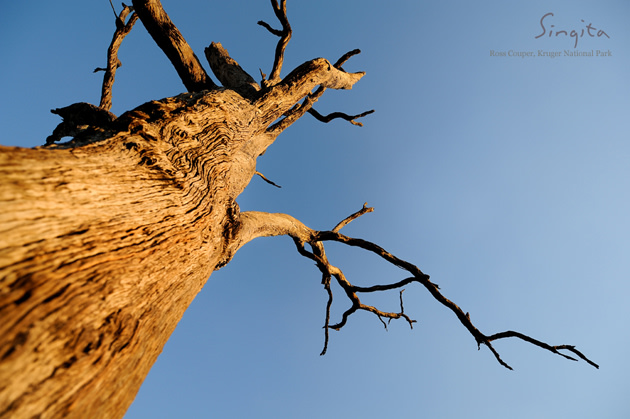 Leaded trees at Singita Kruger National Park