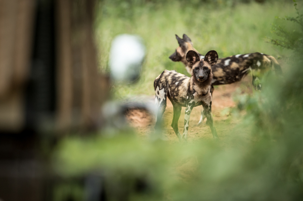 Game viewing, bush walks and fishing are just some of the activities you can explore as a guest at our lodges in Zimbabwe 