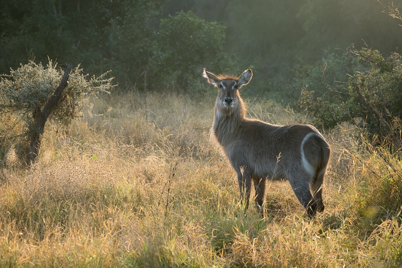 A First-Time Family Safari