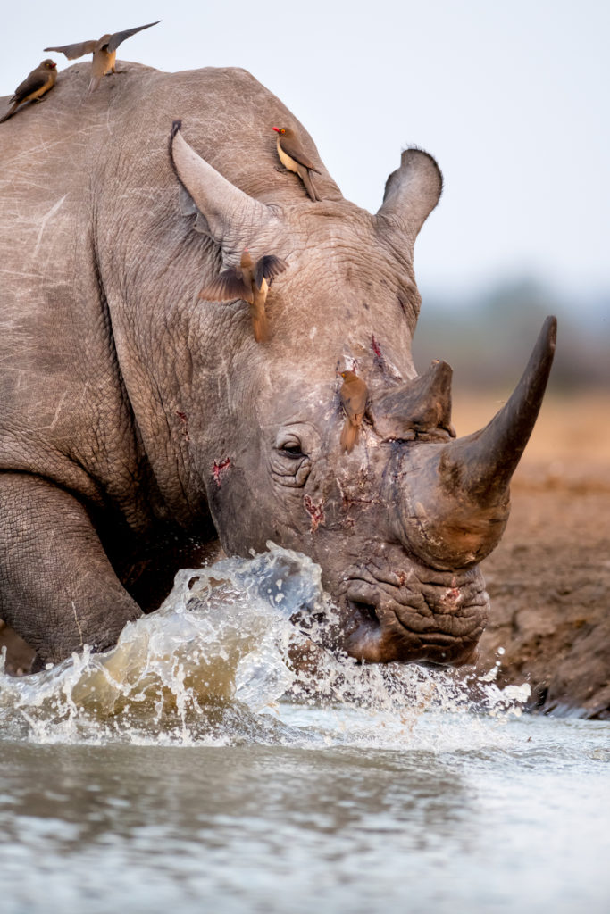 The Malilangwe Wildlife Reserve: One of Africa’s last truly wild places