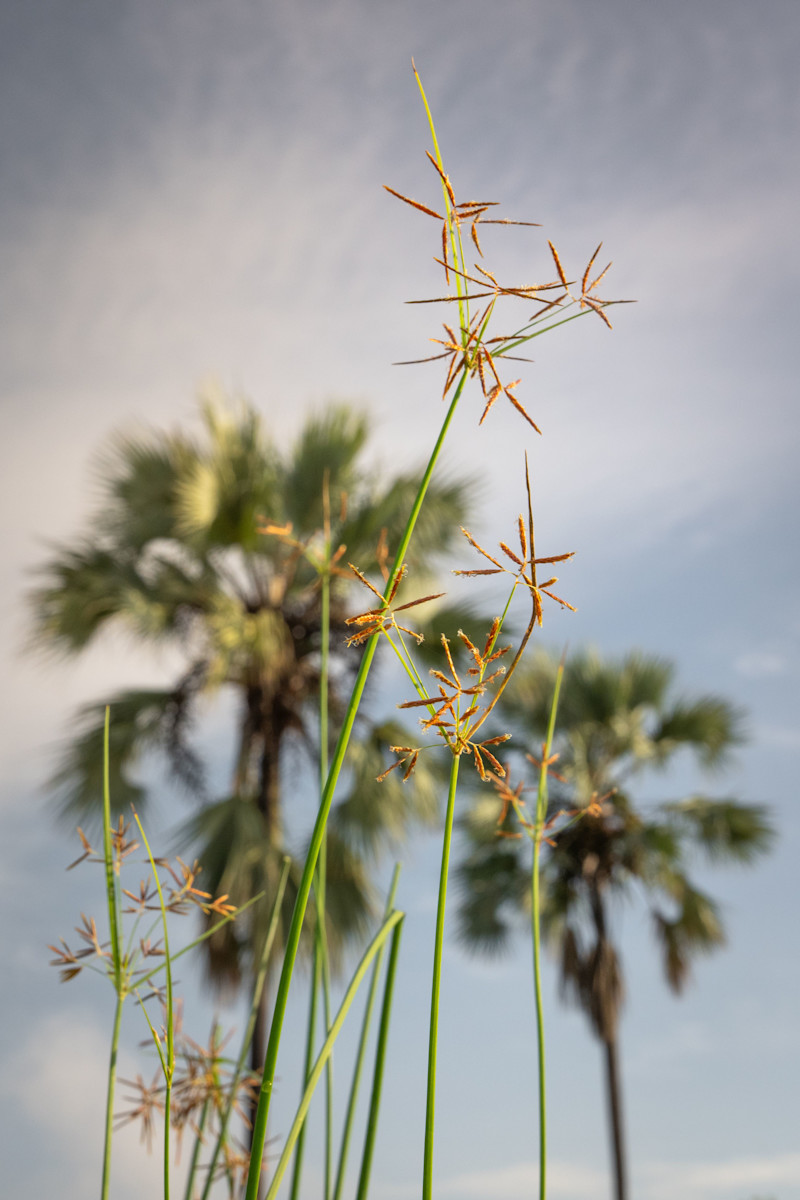 Singita Okavango Delta