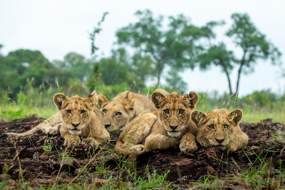 Two lions play-fighting