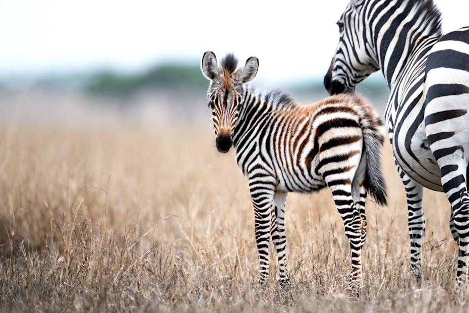 Adult female zebra and foal