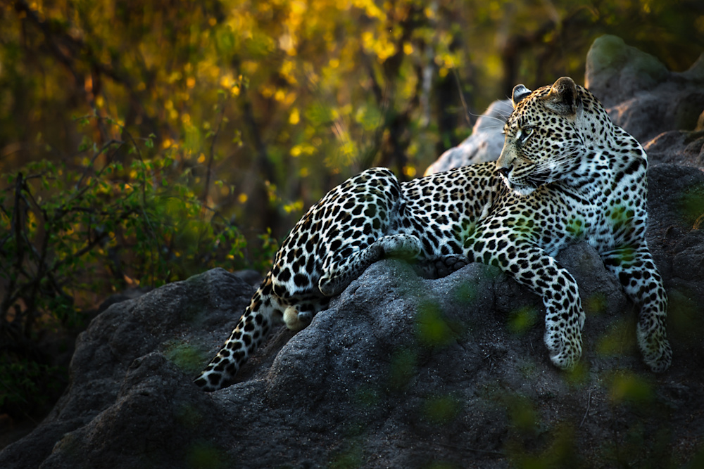 There are likely fewer than 5 000 leopards remaining in South Africa, making conservation programmes critical now more than ever in preserving the species