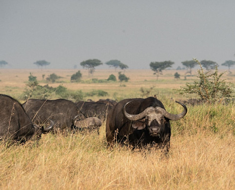 Singita Grumeti & Lamai: June 2024 | Singita