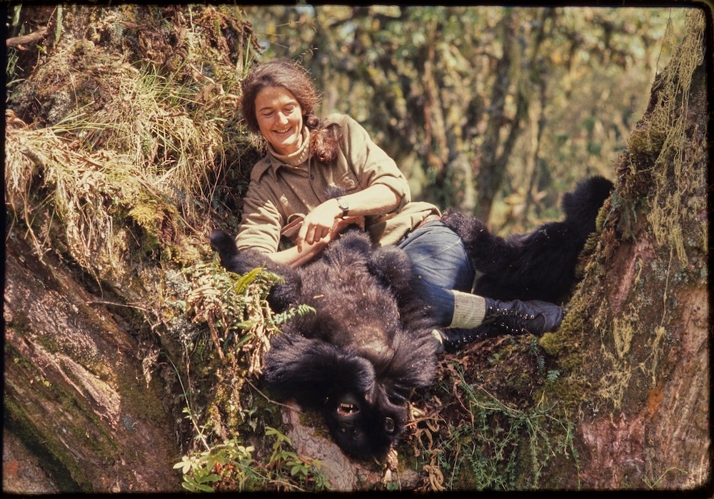 Honouring the past: A hike to Dian Fossey's gravesite