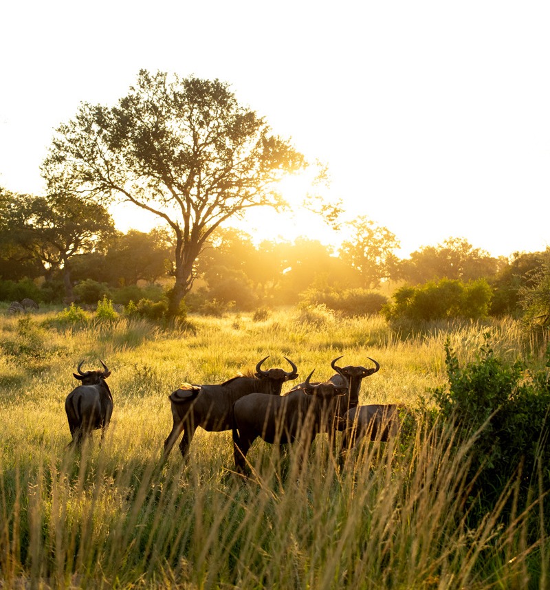 Herd of wildebeest at sunset