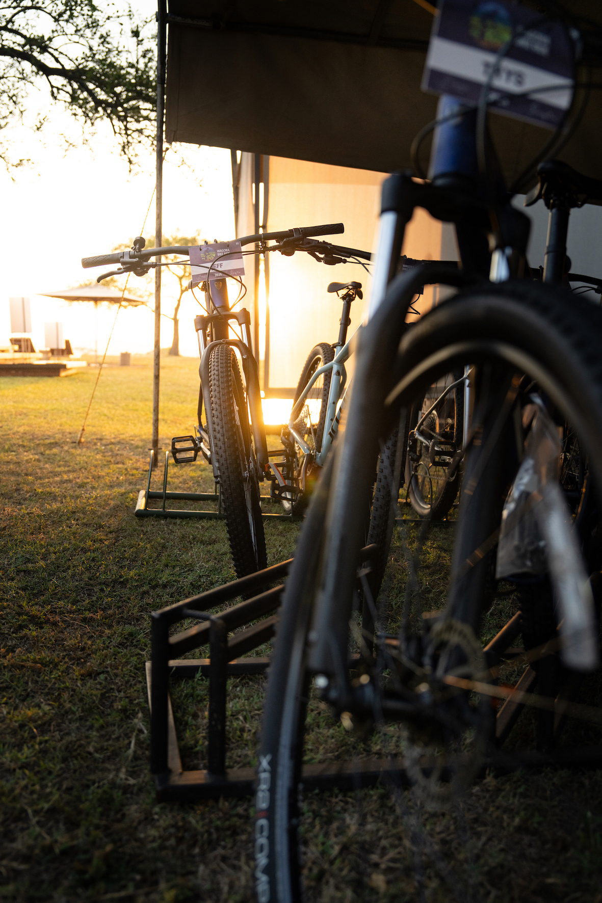 Conservation Wins 2025