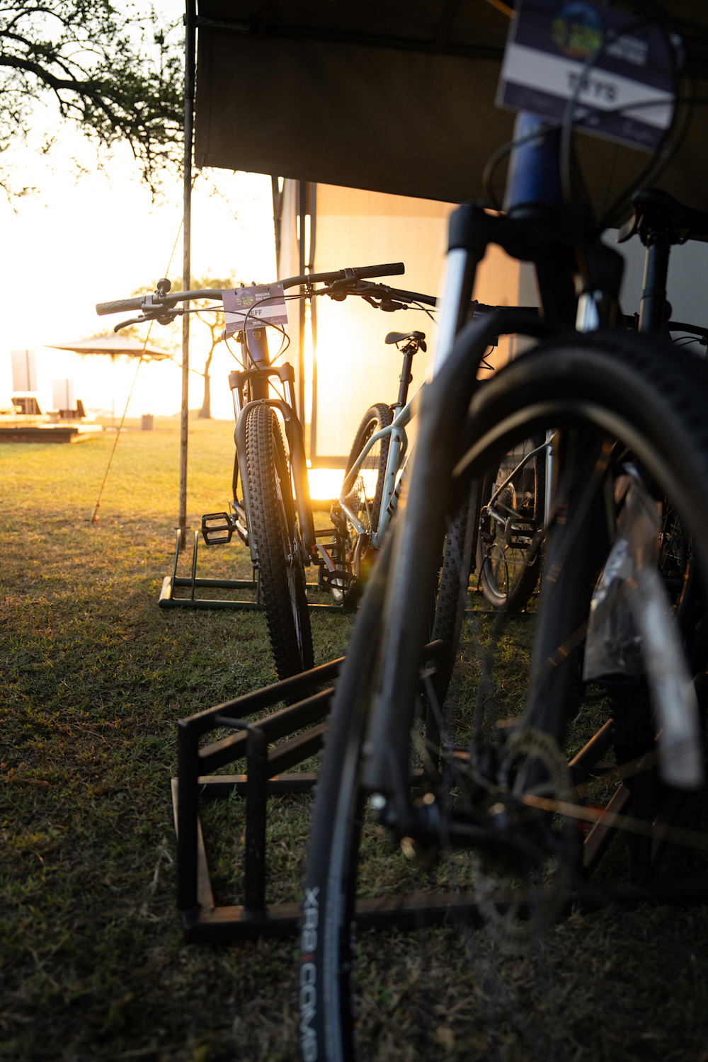 Conservation Wins 2025