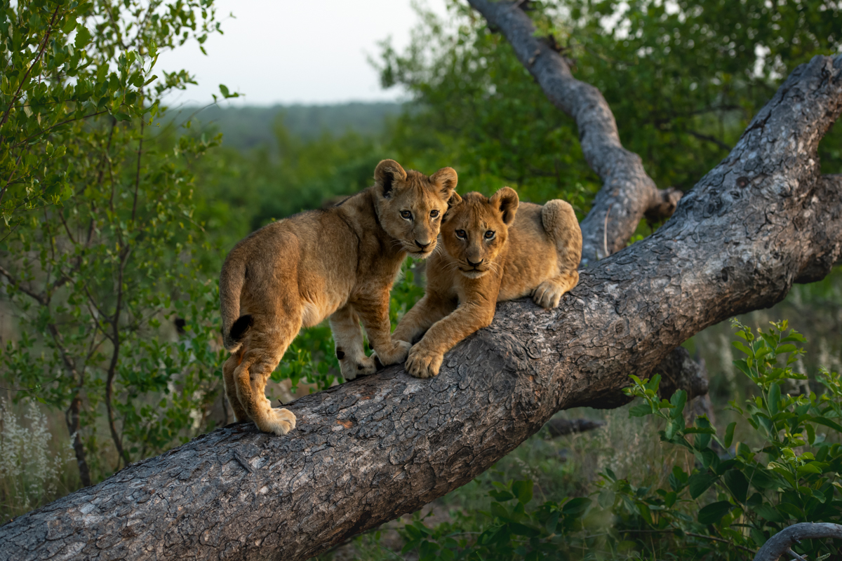 2 Lion cubs sitting in a tree