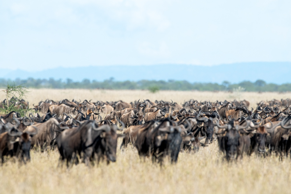 The tension and drama of the migration is a visceral reminder of nature's dual power and fragility