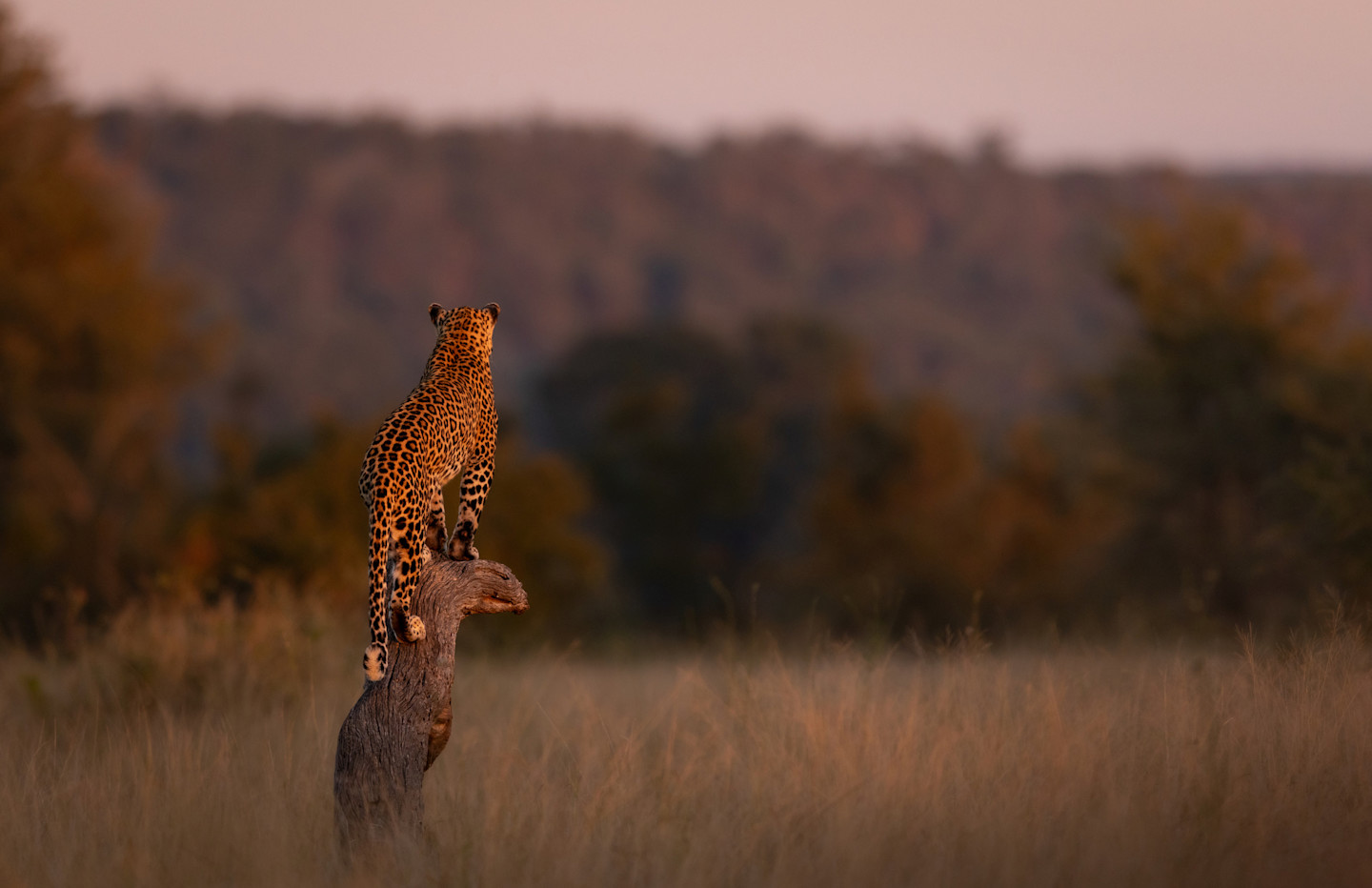 Mathieu Courdesses SKNP