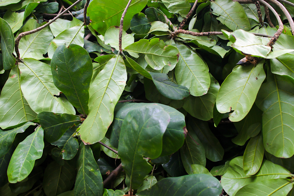 Wholeness and wellness through a connection to nature is embedded in all aspects of Mara's new identity, down to the Afri-centric menus