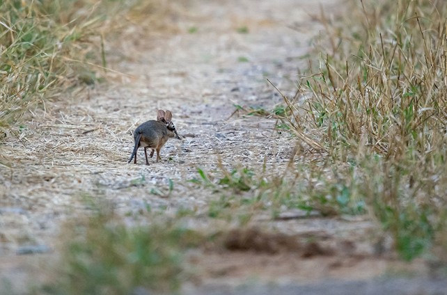 Four-toed elephant-shrew | sengi | Singita