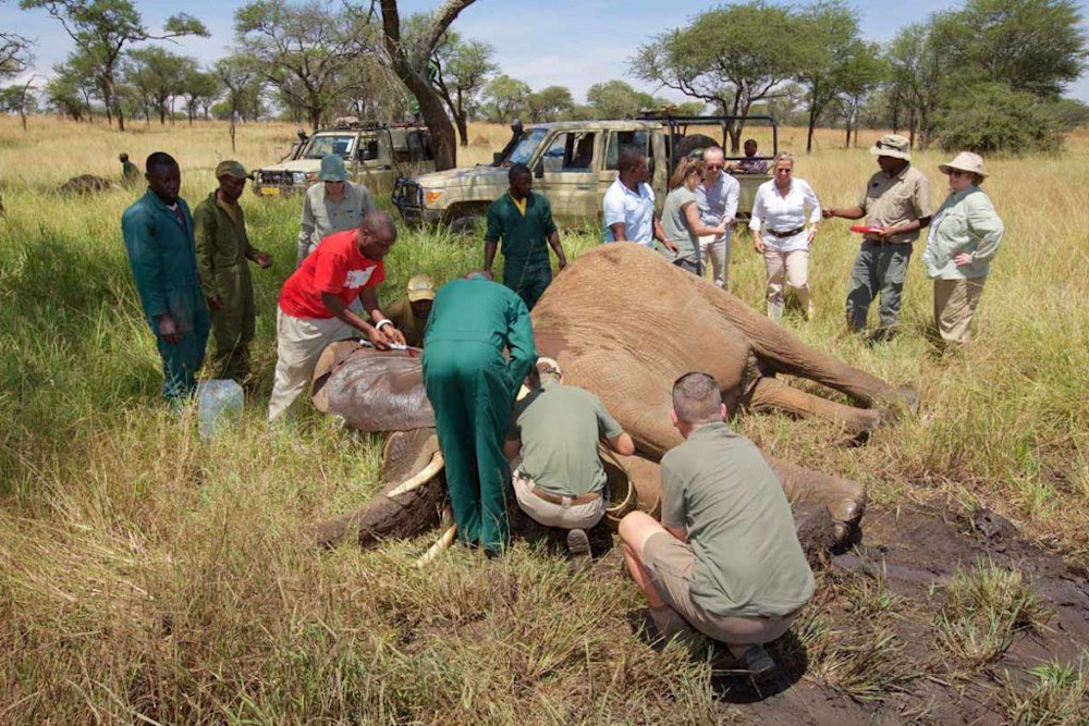 Proactive Conservation: The Singita Grumeti Elephant Collaring Project