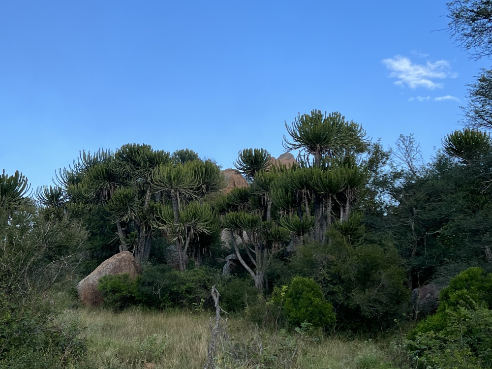 A highlight for Alex was being surrounded by some of his favourite species – from the iconic euphorbia and mahogany trees to the lions Singita Kruger National Park is known for