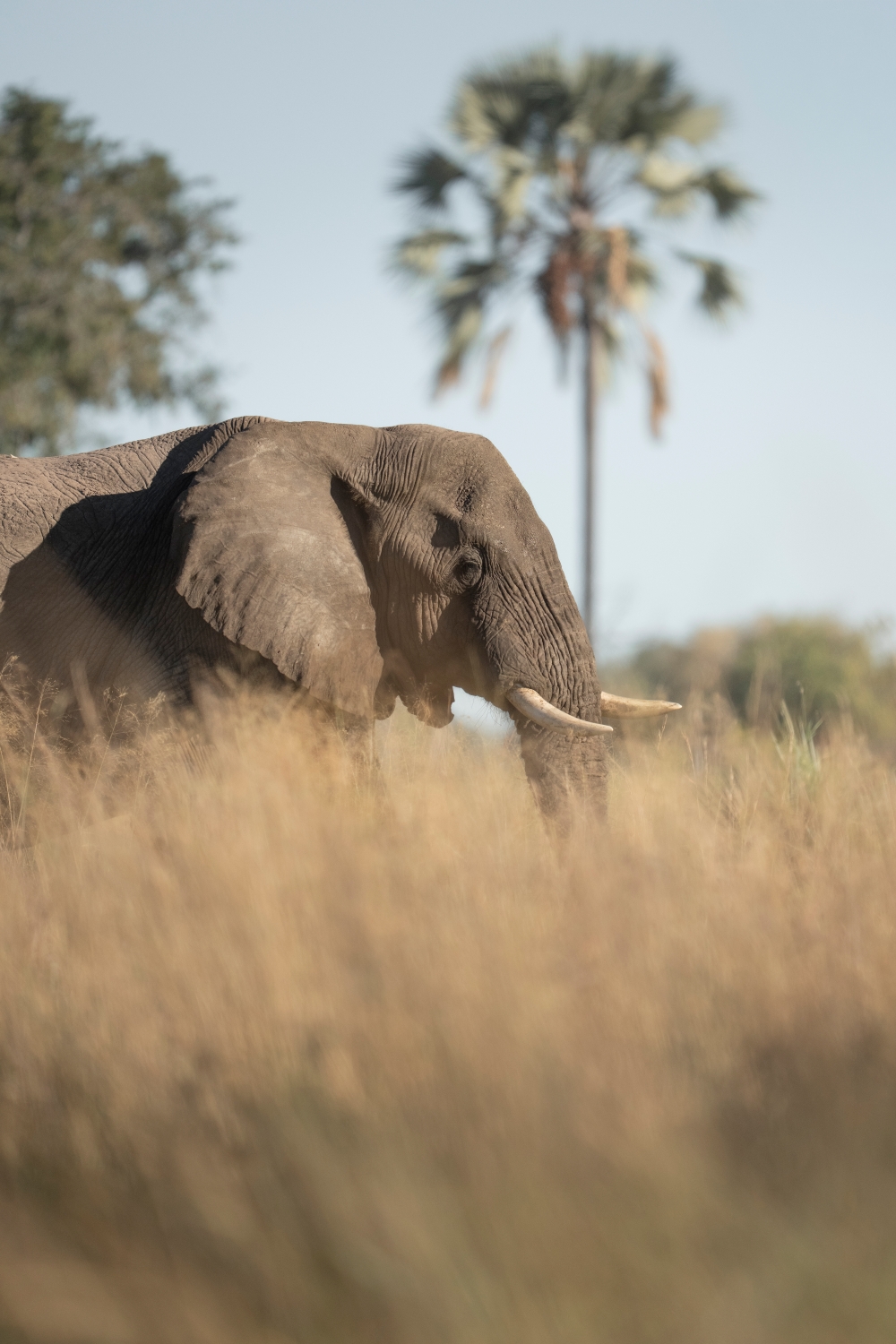 Okavango Delta Wildlife Elephant Bull