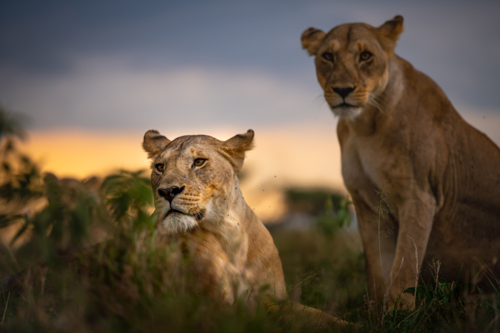 The Lion Recovery Fund has united some of Africa’s top ecotourism operators to support lions through the coordinated efforts of the Lionscape Coalition, of which Singita is a member