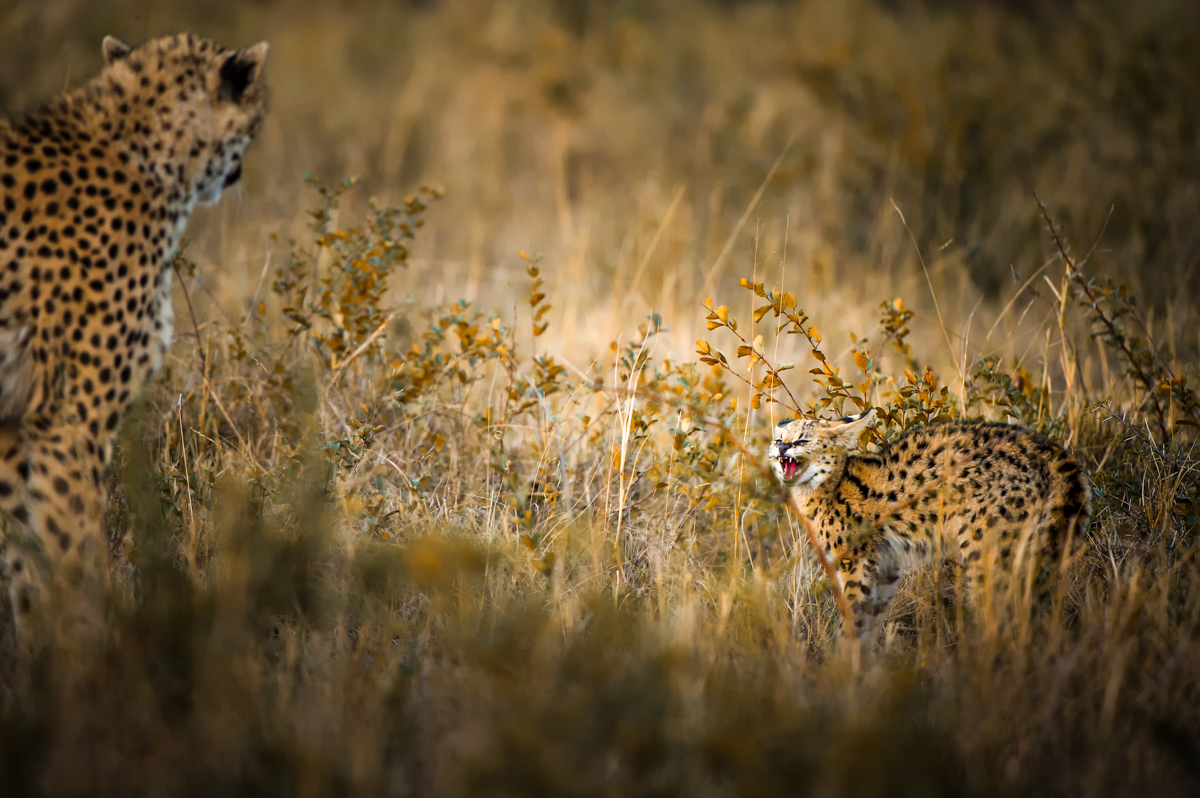 The nature of an unusual wildlife encounter is such that Ross always has to be ready to catch the action  
