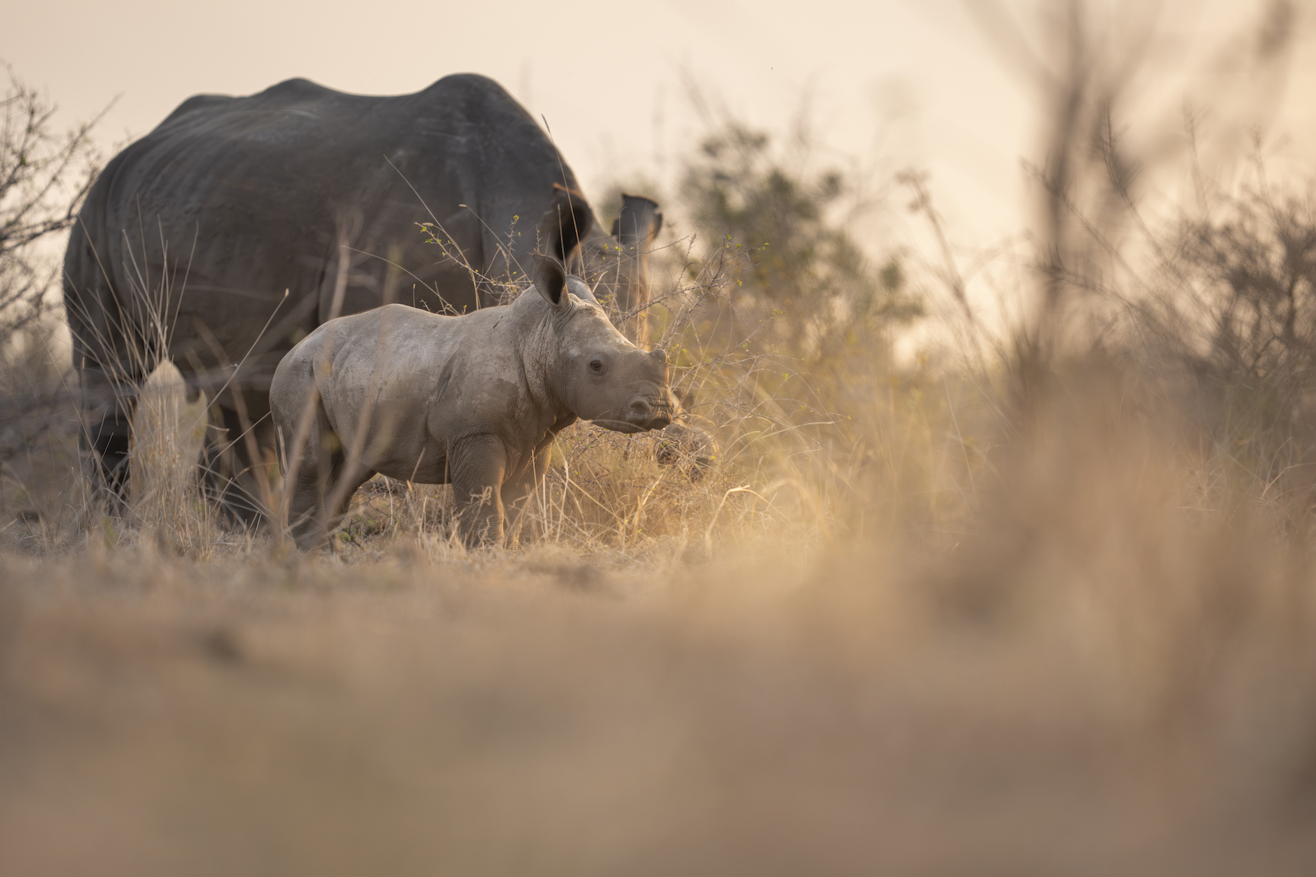 Conservation wins 2025