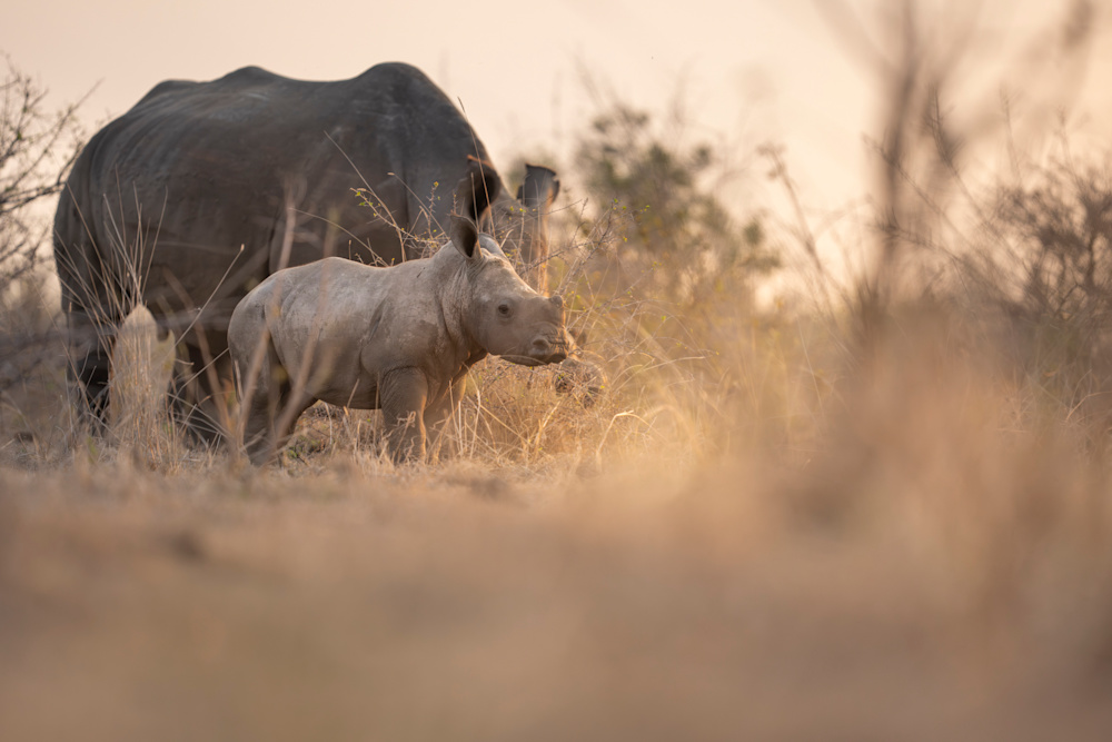 Conservation wins 2025