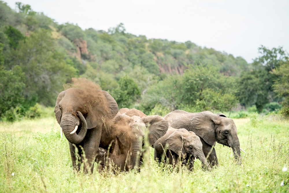 A safari to South Africa is best experienced across regions in order to enjoy the diversity - of landscapes, wildlife and lodges - on offer