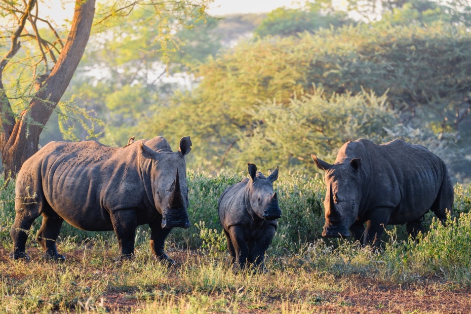 Clash of rhinos