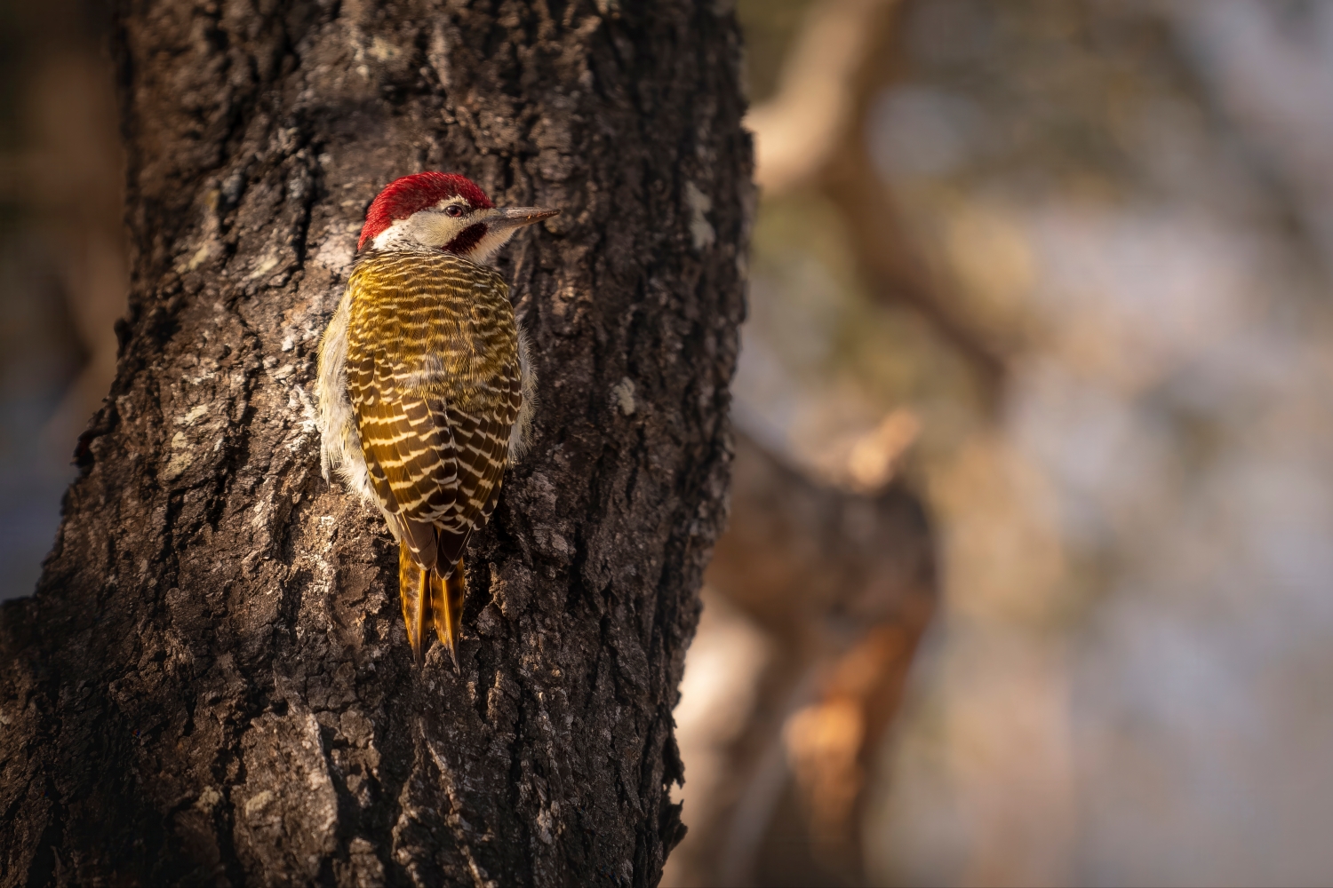 bird on tree