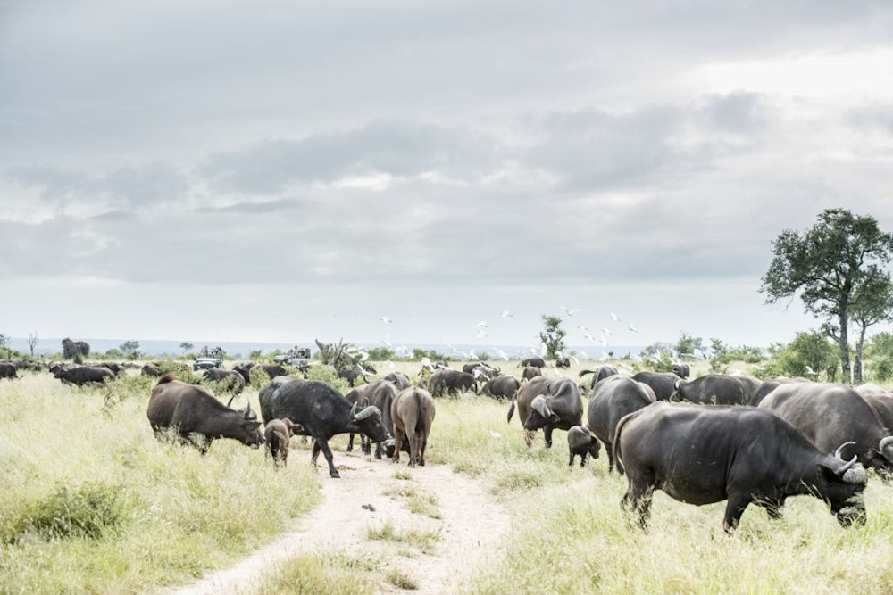Charting the Waters at Singita Sabi Sand