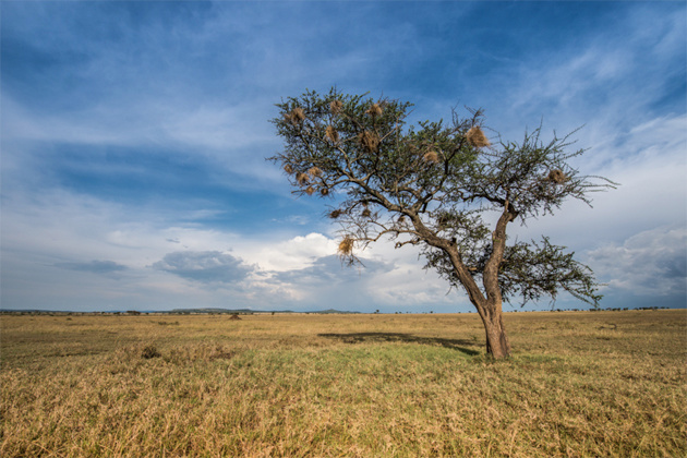 Elephants in the Serengeti - Singita Grumeti