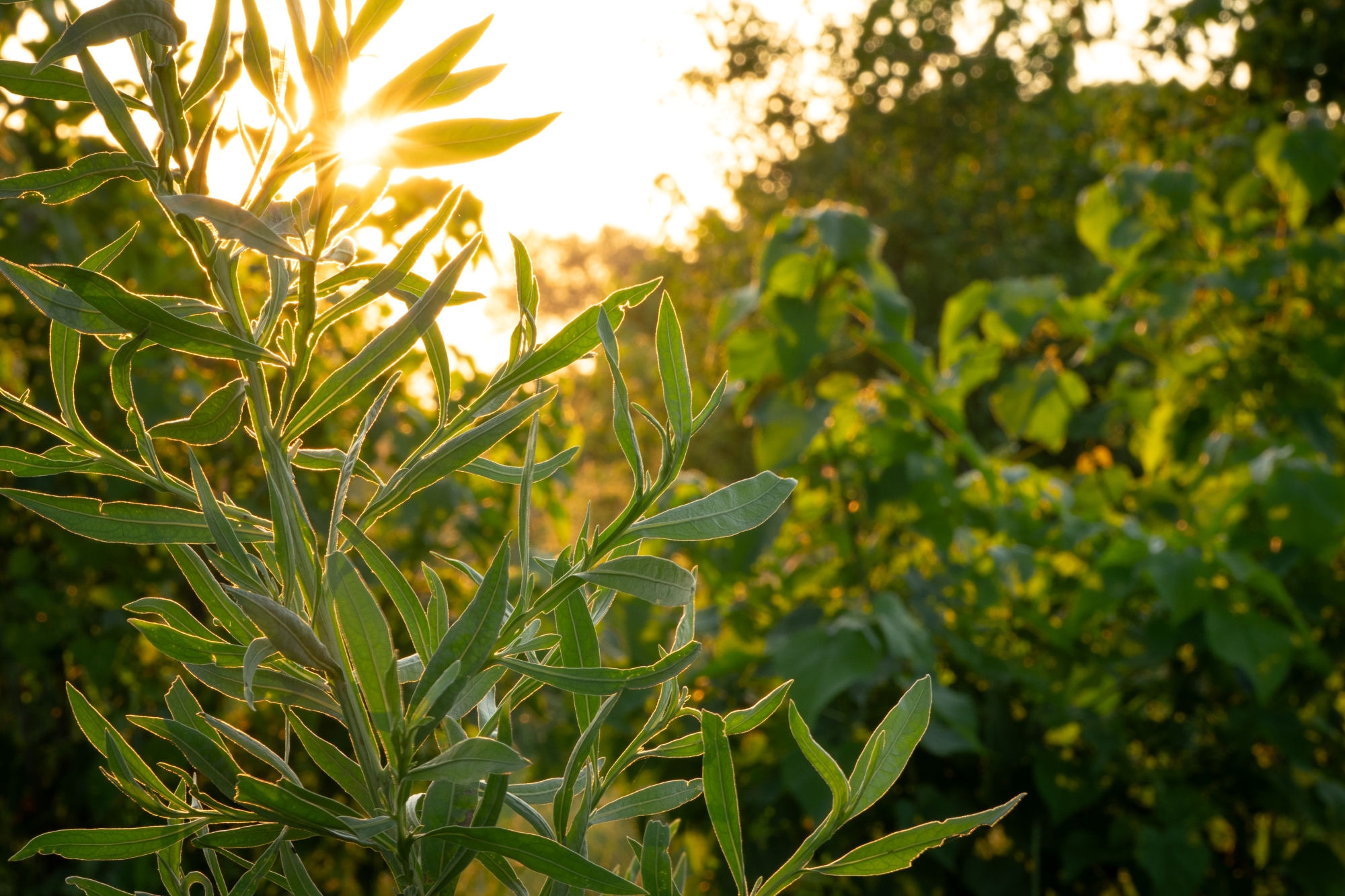 Wild sage in the Okavango Delta