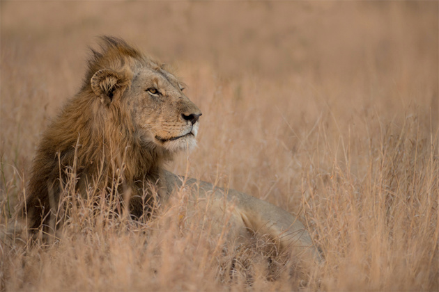 Singita Kruger National Park Lions