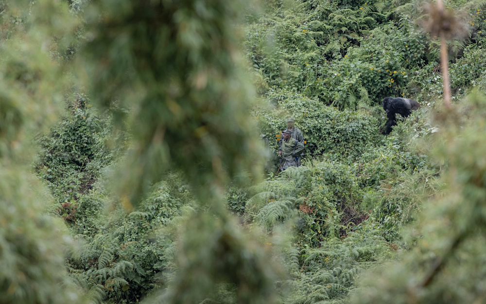 Trekking in the Rwandan rainforest to see mountain gorillas in their natural habitat is one of the most remarkable wildlife encounters you can experience