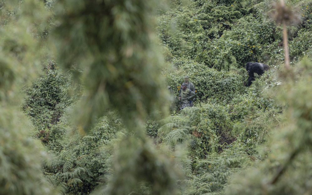 Trekking in the Rwandan rainforest to see mountain gorillas in their natural habitat is one of the most remarkable wildlife encounters you can experience 