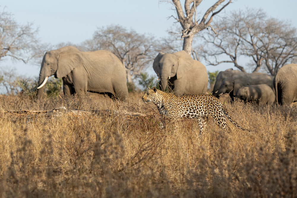 A rich source of data and leopard life histories dating back to the mid 1970s, the insights from Sabi Sand can aid conservation in other regions