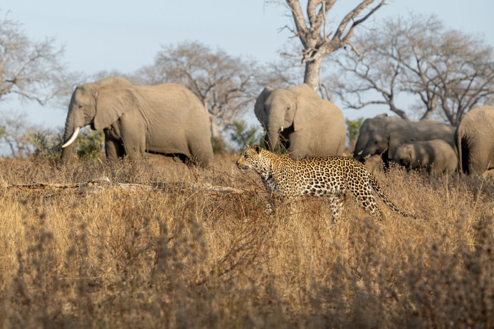 A rich source of data and leopard life histories dating back to the mid 1970s, the insights from Sabi Sand can aid conservation in other regions 