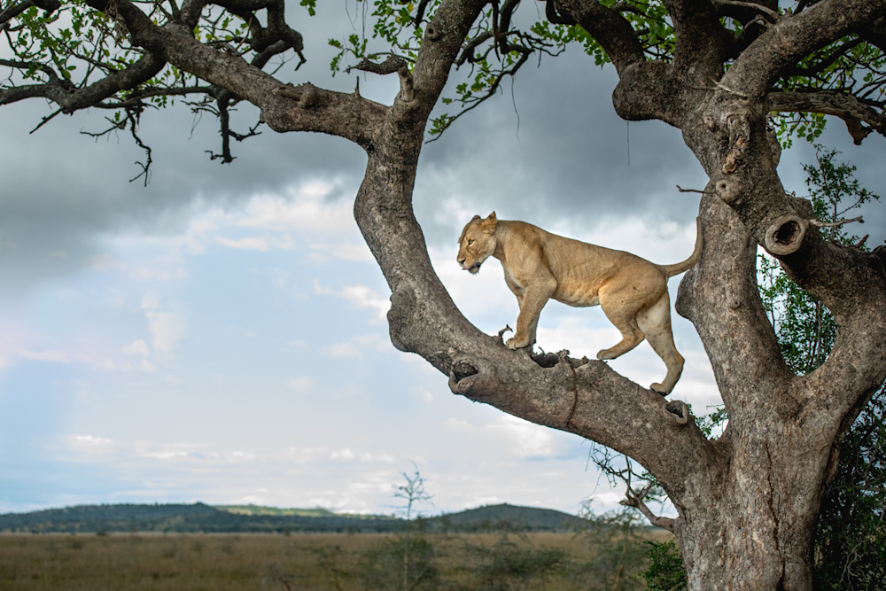 Each of the five individually designed suites celebrates an iconic African species