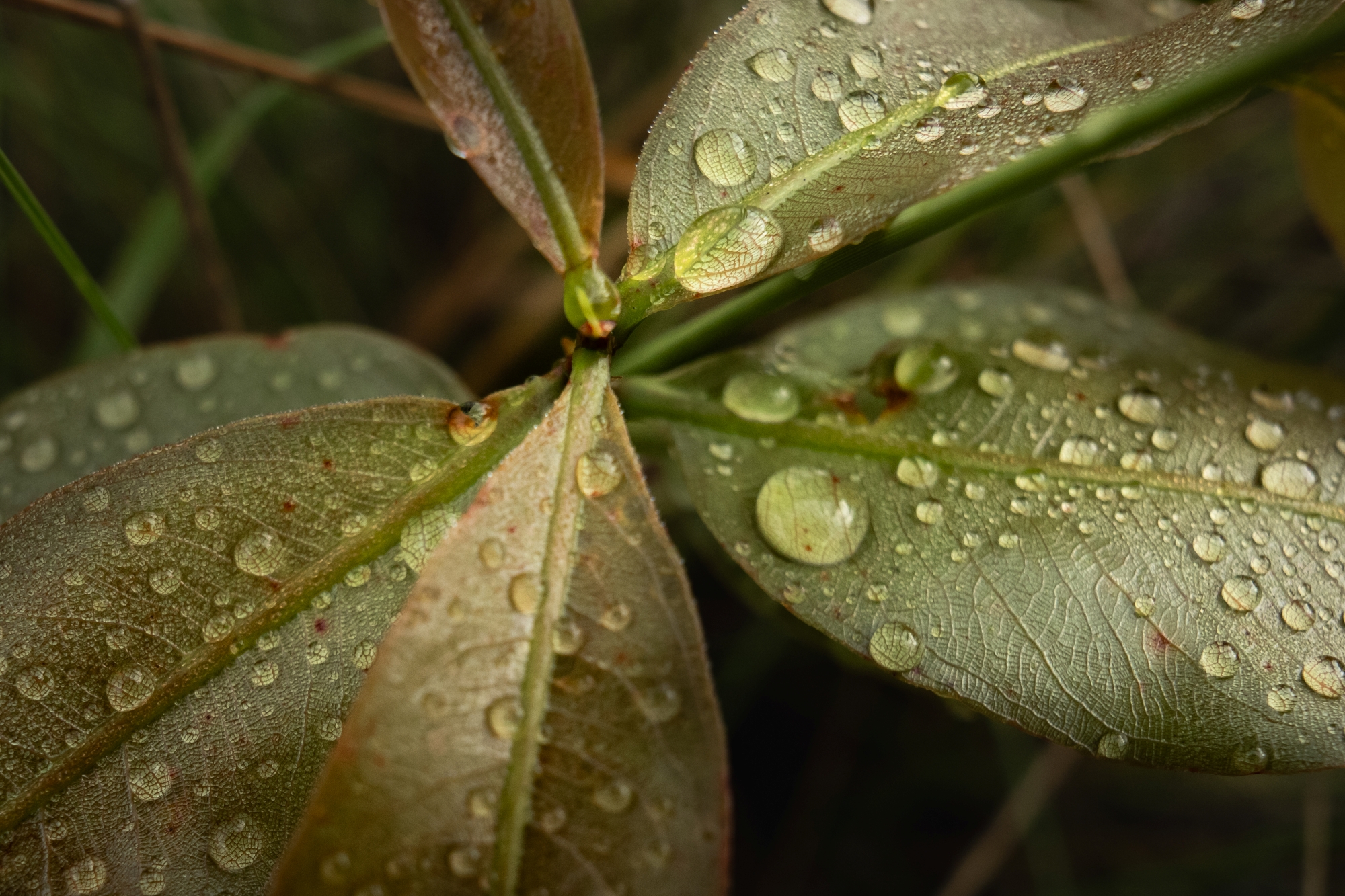 Singita Okavango Delta rain drops