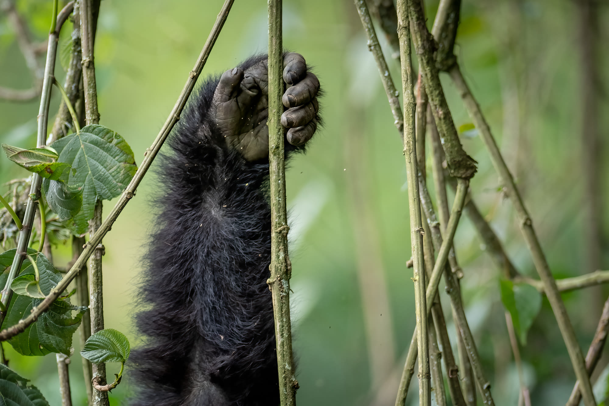 A mountain gorilla among the forest vines of Volcanoes National Park